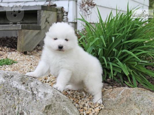 Πωλούνται κουτάβια Samoyed Nice.